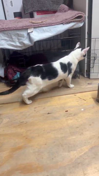 Enlarge Manuel, a ADOPTABLE mixed breed in Flushing, NY video 2/6