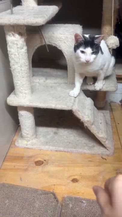 Enlarge Manuel, a ADOPTABLE mixed breed in Flushing, NY video 5/6