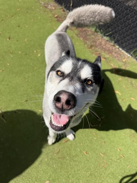 FUTBOL, Adoptable, Adult Male Siberian Husky.