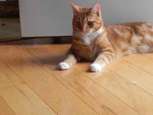 Reggie, Adoptable, Adult Male Domestic Short Hair.