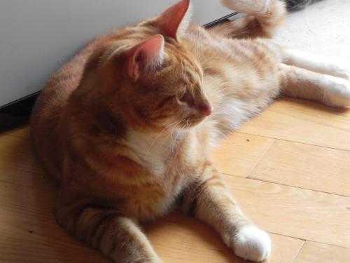 Enlarge Reggie, a Adoptable Domestic Short Hair in Fayetteville, TN image 2/3