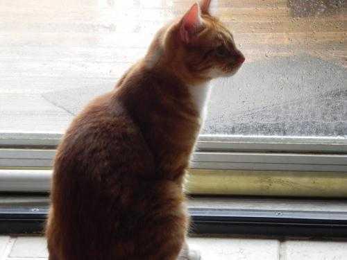 Enlarge Reggie, a Adoptable Domestic Short Hair in Fayetteville, TN image 3/3