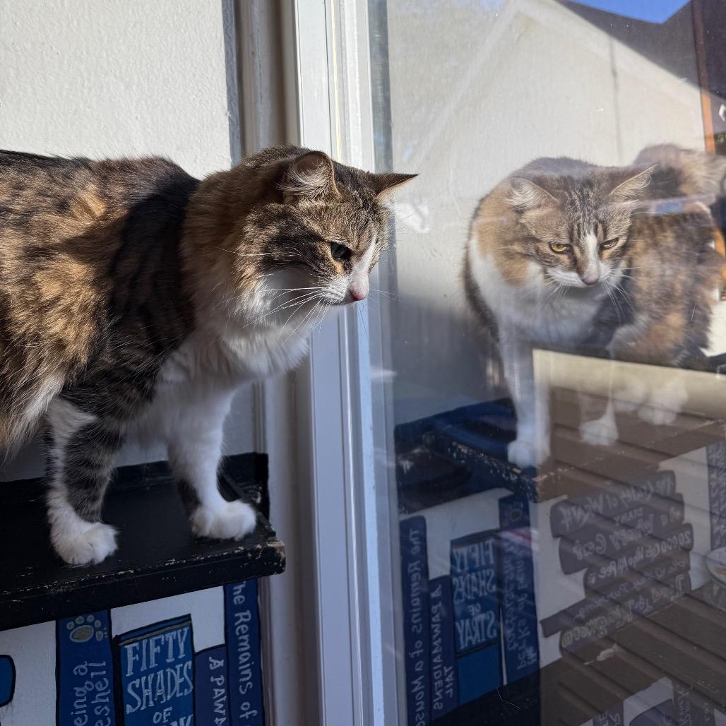 Midge, Adoptable, Adult Female Domestic Medium Hair.