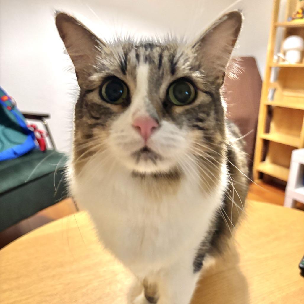 Enlarge Midge, a Adoptable Domestic Medium Hair in Los Angeles, CA image 3/6