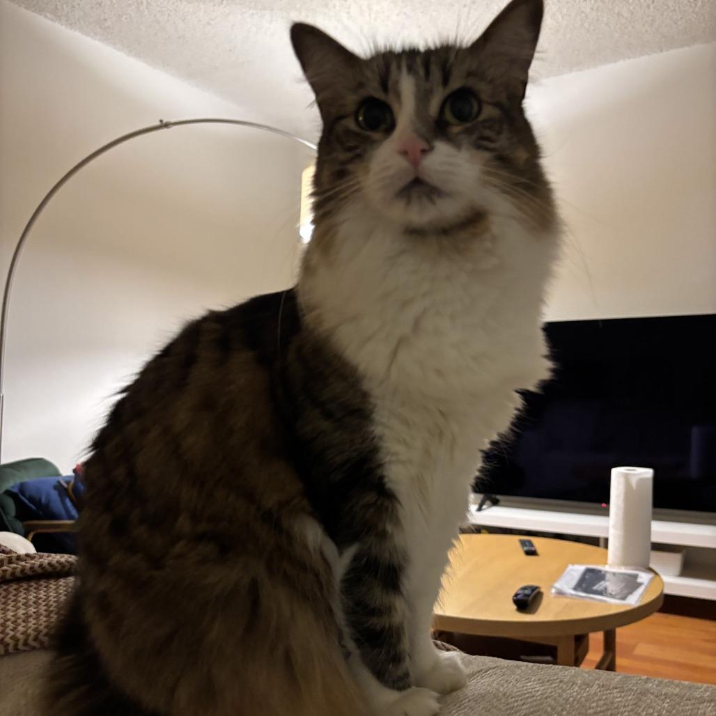 Enlarge Midge, a Adoptable Domestic Medium Hair in Los Angeles, CA image 5/6