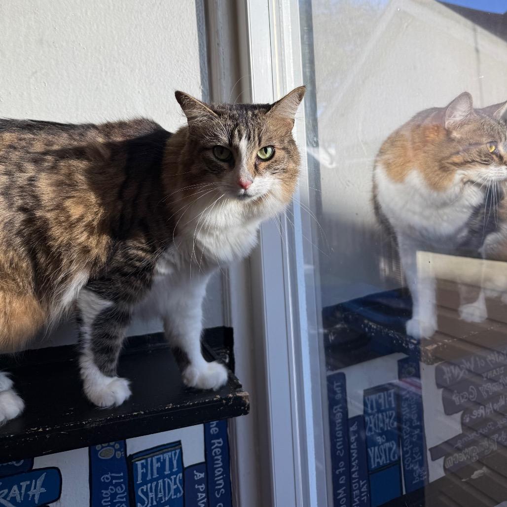 Enlarge Midge, a Adoptable Domestic Medium Hair in Los Angeles, CA image 3/3