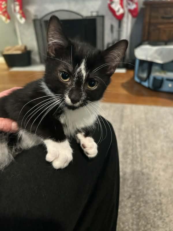 Enlarge Oreo & Penguin, a ADOPTABLE Domestic Short Hair in Medfield, MA image 3/5