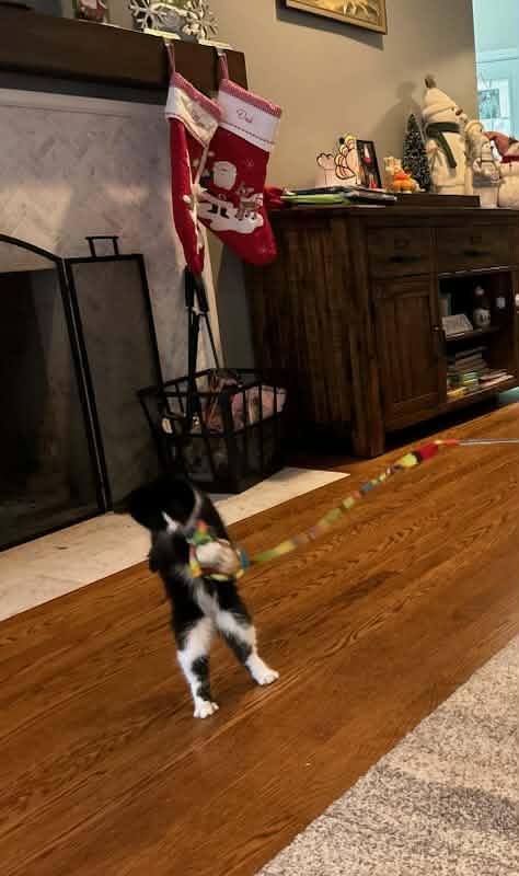 Enlarge Oreo & Penguin, a ADOPTABLE Domestic Short Hair in Medfield, MA image 4/5