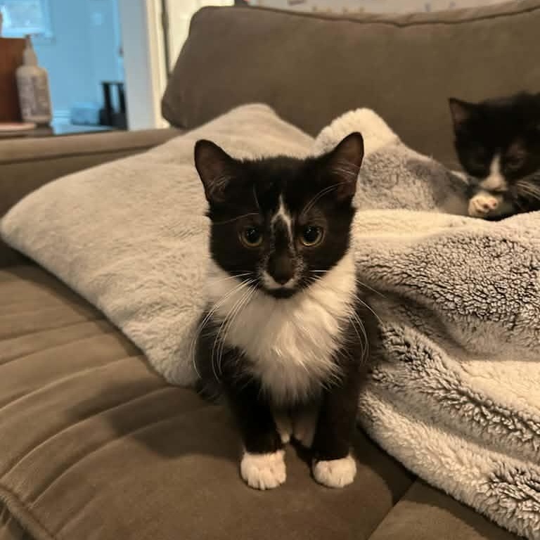 Enlarge Oreo & Penguin, a ADOPTABLE Domestic Short Hair in Medfield, MA image 1/5