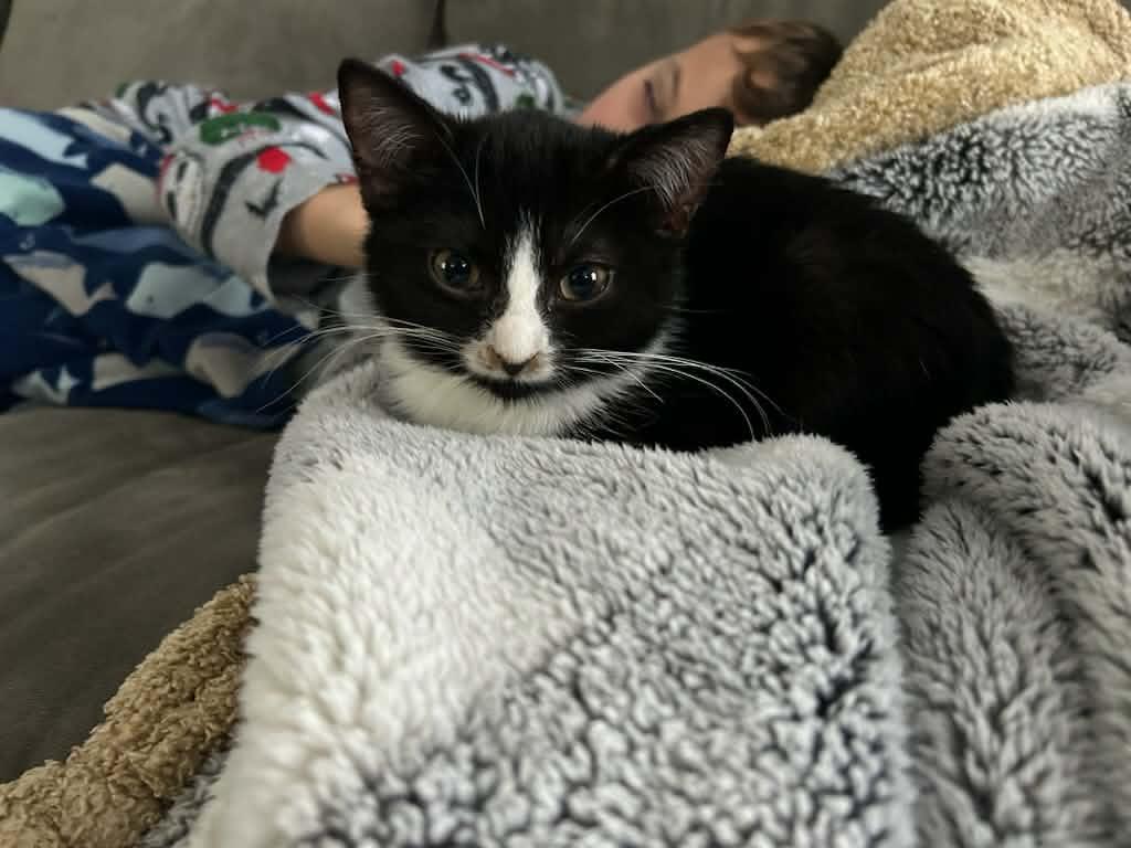 Enlarge Oreo & Penguin, a ADOPTABLE Domestic Short Hair in Medfield, MA image 5/5