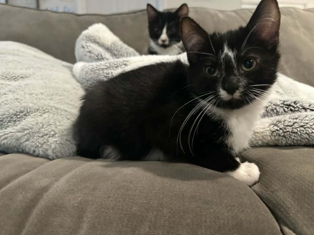 Enlarge Oreo & Penguin, a ADOPTABLE Domestic Short Hair in Medfield, MA image 2/5