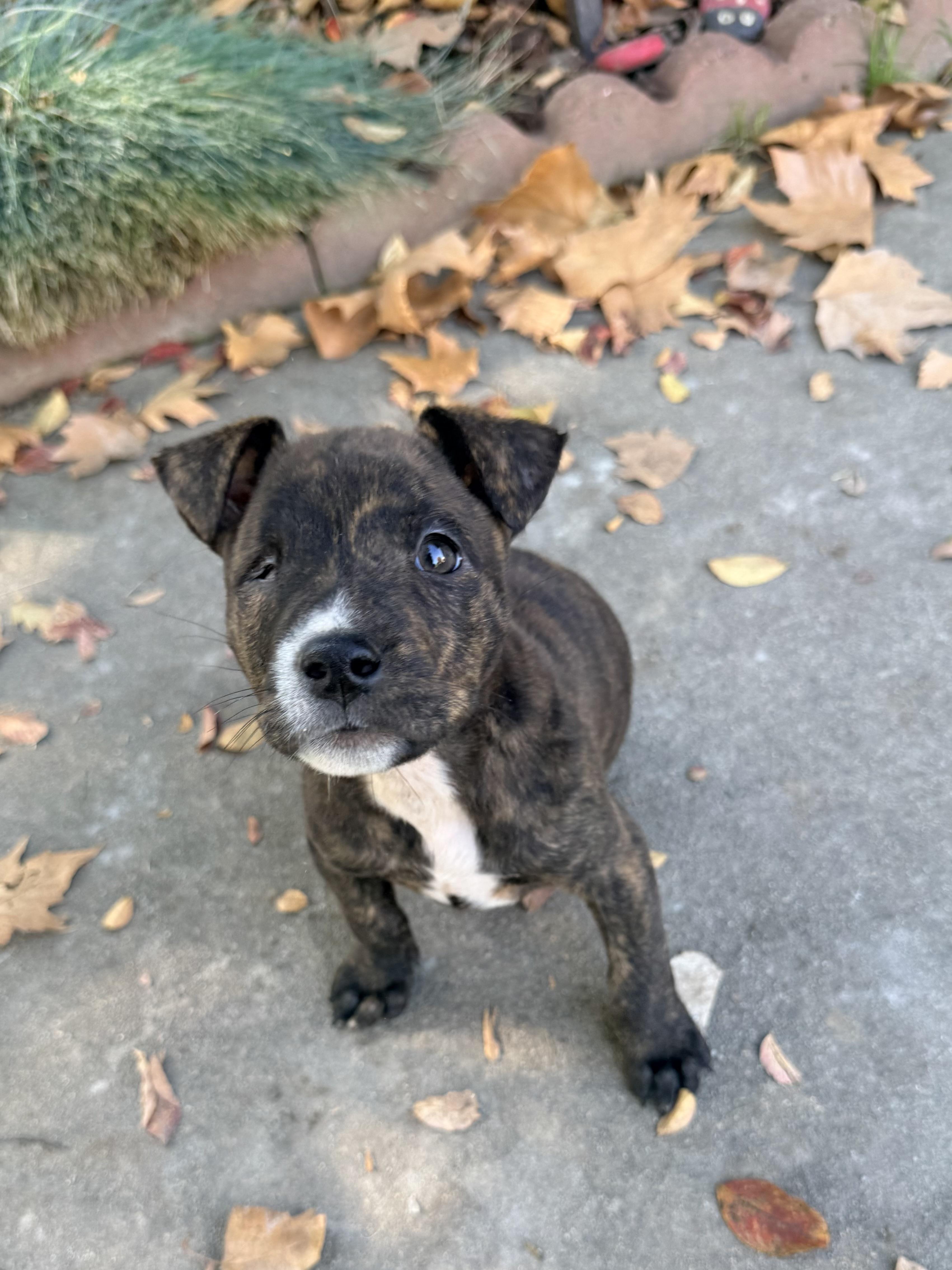 Leela, Adoptable, Young Female Bulldog.