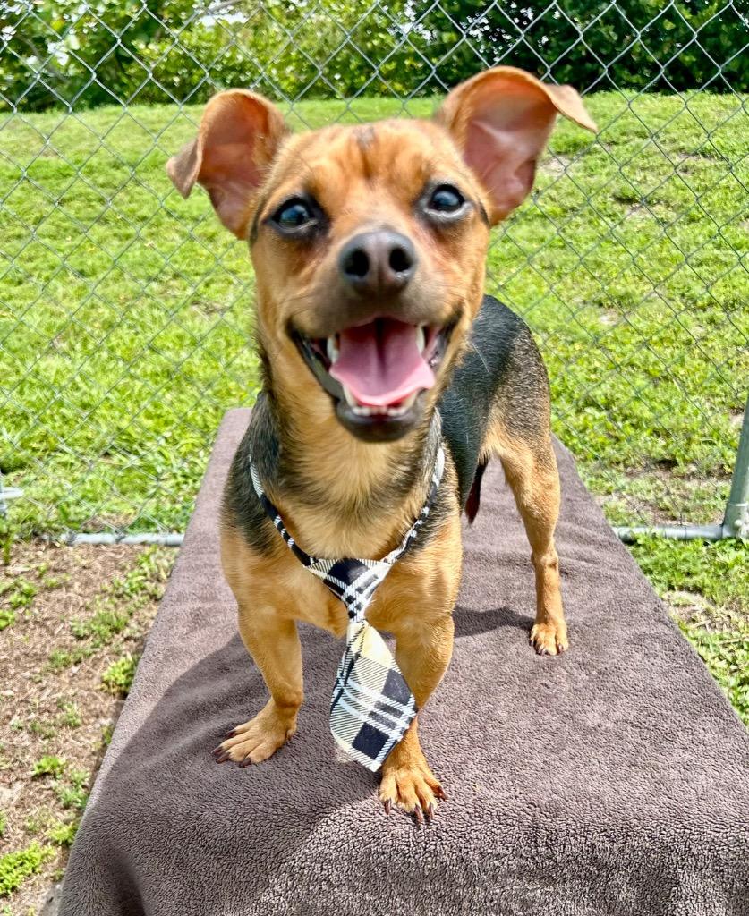 Rockie, a Adoptable Chihuahua in Cape Coral, FL image 1/4