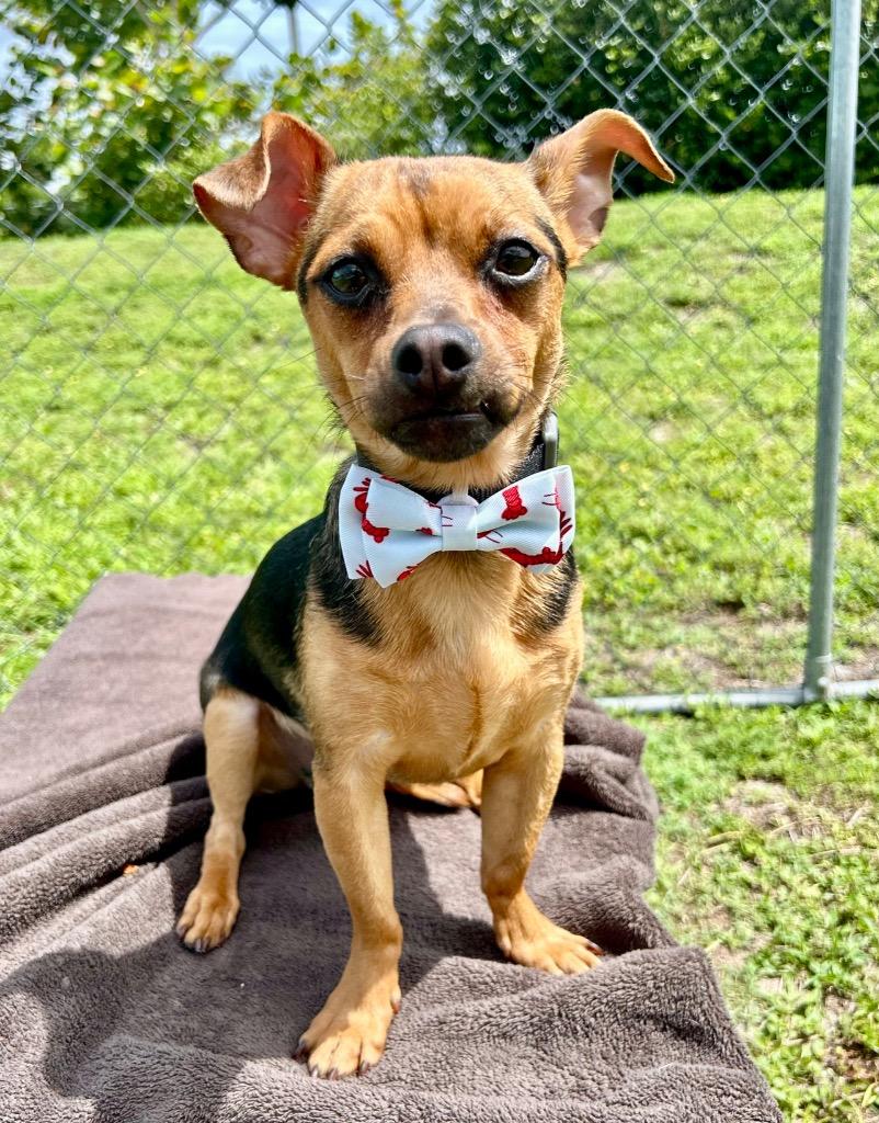 Rockie, a Adoptable Chihuahua in Cape Coral, FL image 2/4