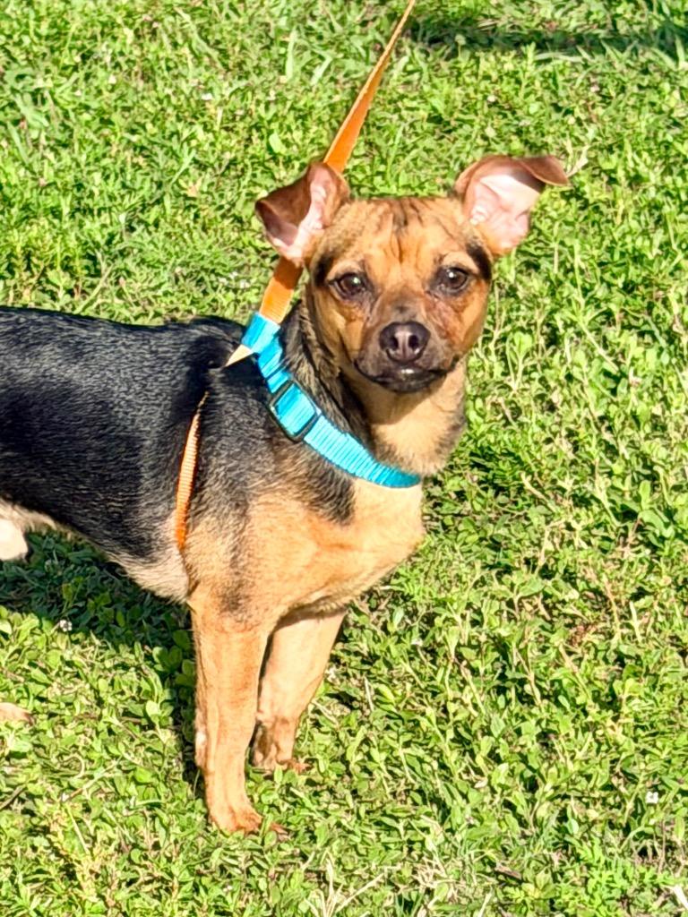 Rockie, a Adoptable Chihuahua in Cape Coral, FL image 3/4