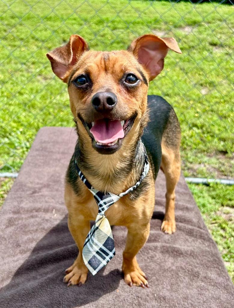 Rockie, a Adoptable Chihuahua in Cape Coral, FL image 4/4