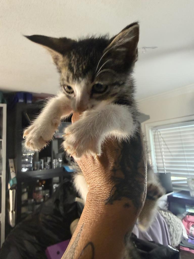 Crouton, Adoptable, Kitten Male Domestic Short Hair.