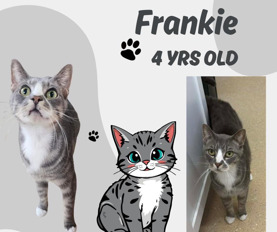 Enlarge Frankie, a ADOPTABLE Domestic Short Hair in Tama, IA image 1/1
