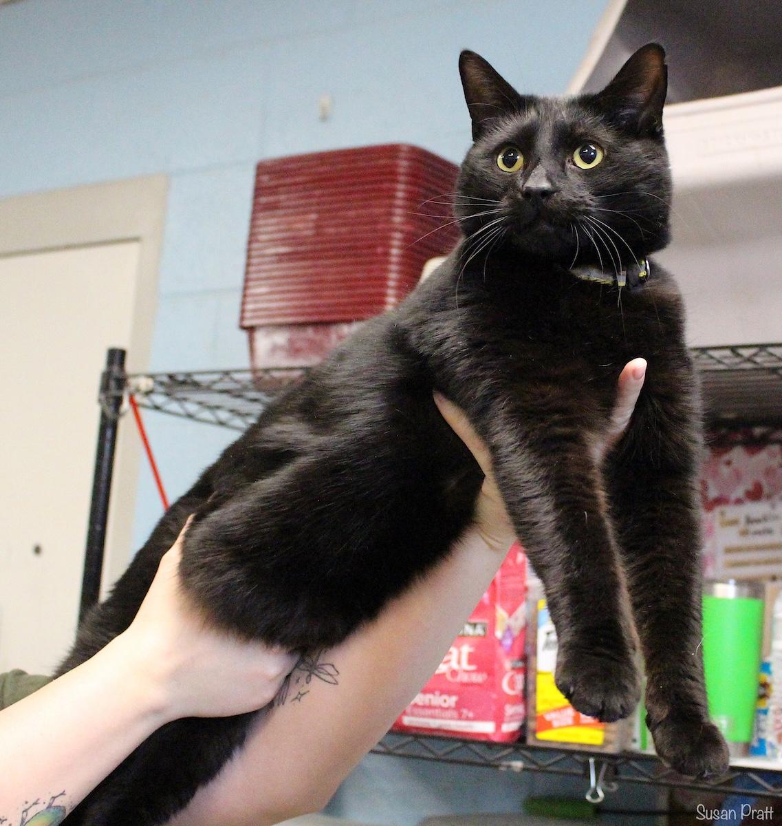 Michael, ADOPTABLE, Adult Male American Bobtail.