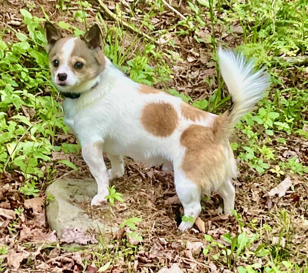 Spooky, a Adoptable Chihuahua in Berwick, PA image 1/3