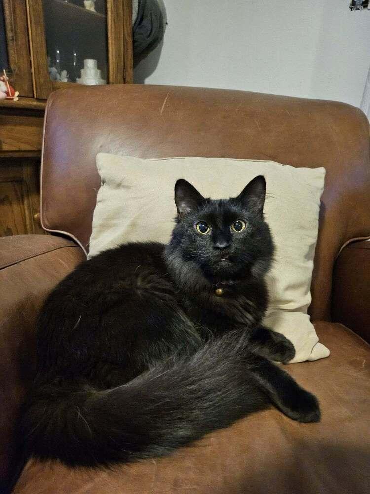 Ox, Adoptable, Kitten Female Domestic Short Hair.