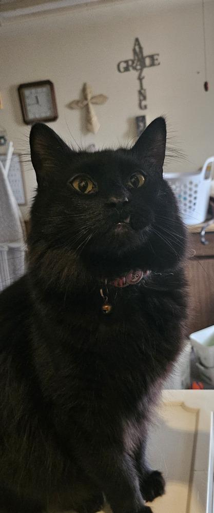 Enlarge Ox, a Adoptable mixed breed in Bellevue, NE image 2/5