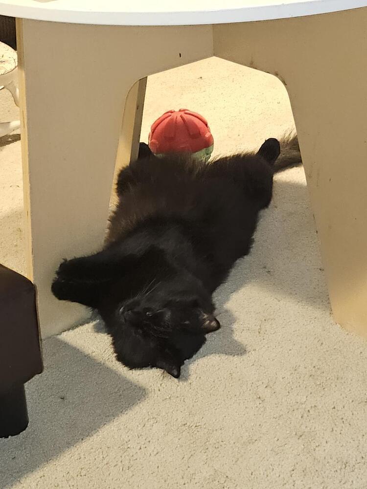 Enlarge Ox, a Adoptable mixed breed in Bellevue, NE image 2/4