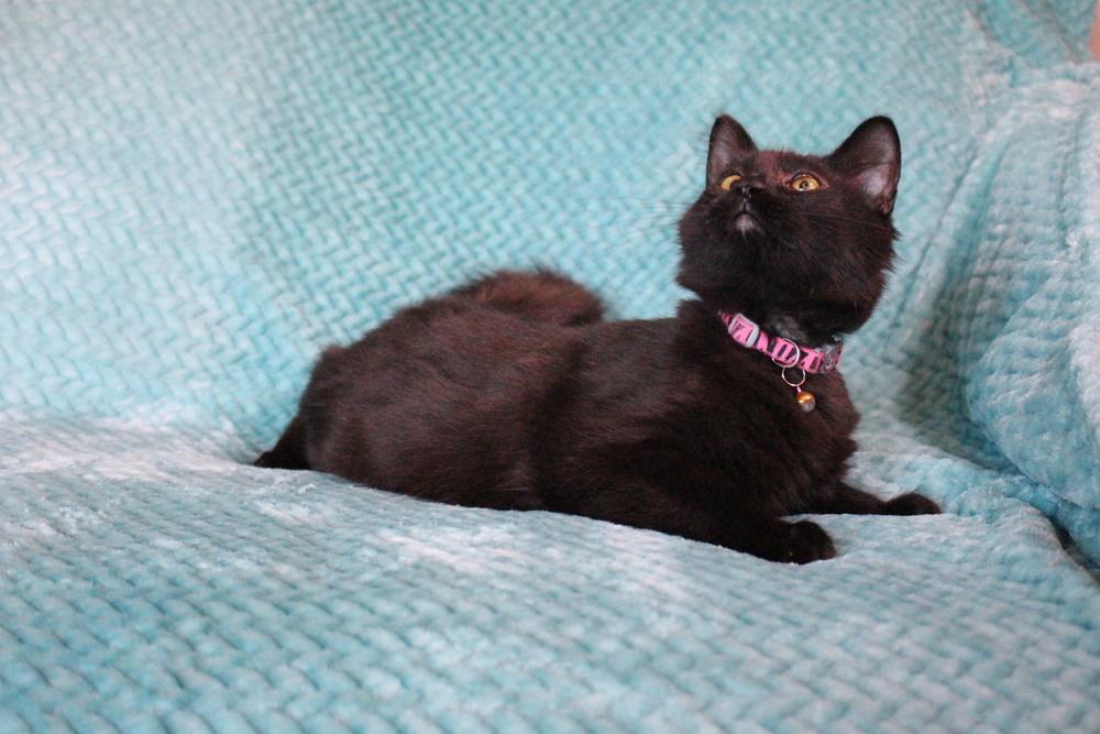 Enlarge Ox, a Adoptable mixed breed in Bellevue, NE image 4/4