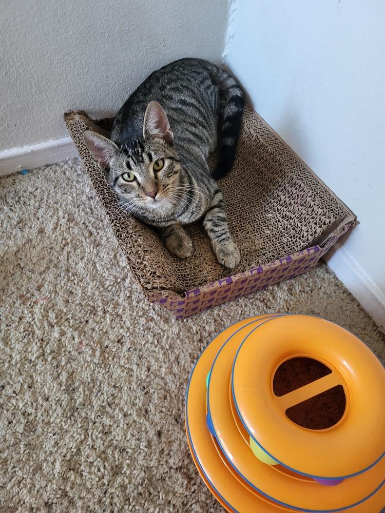 Andre, Adoptable, Young Female Tabby & Domestic Short Hair.