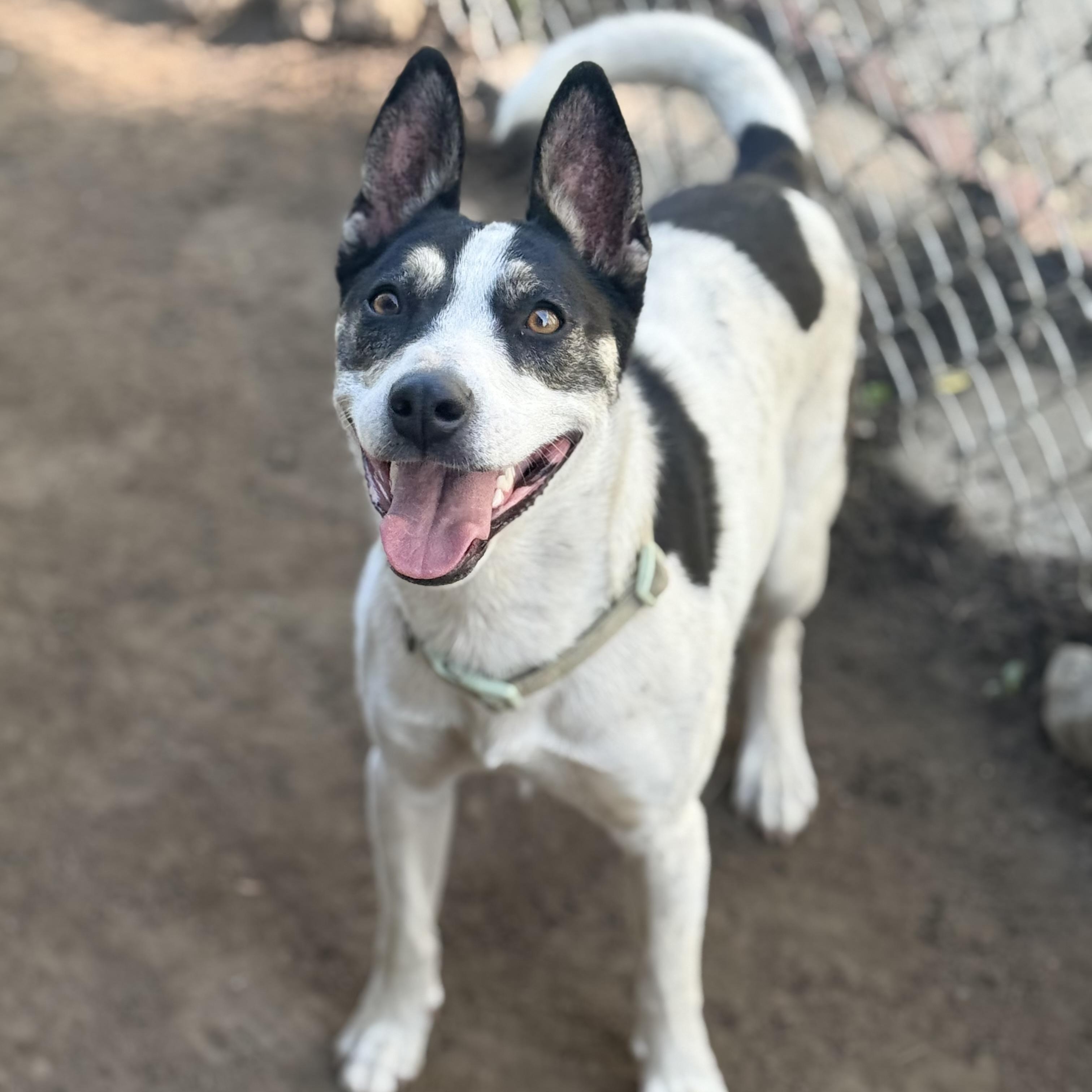 Bat Girl (aka Little Dog), a Adoptable mixed breed in Glenolden, PA image 2/6