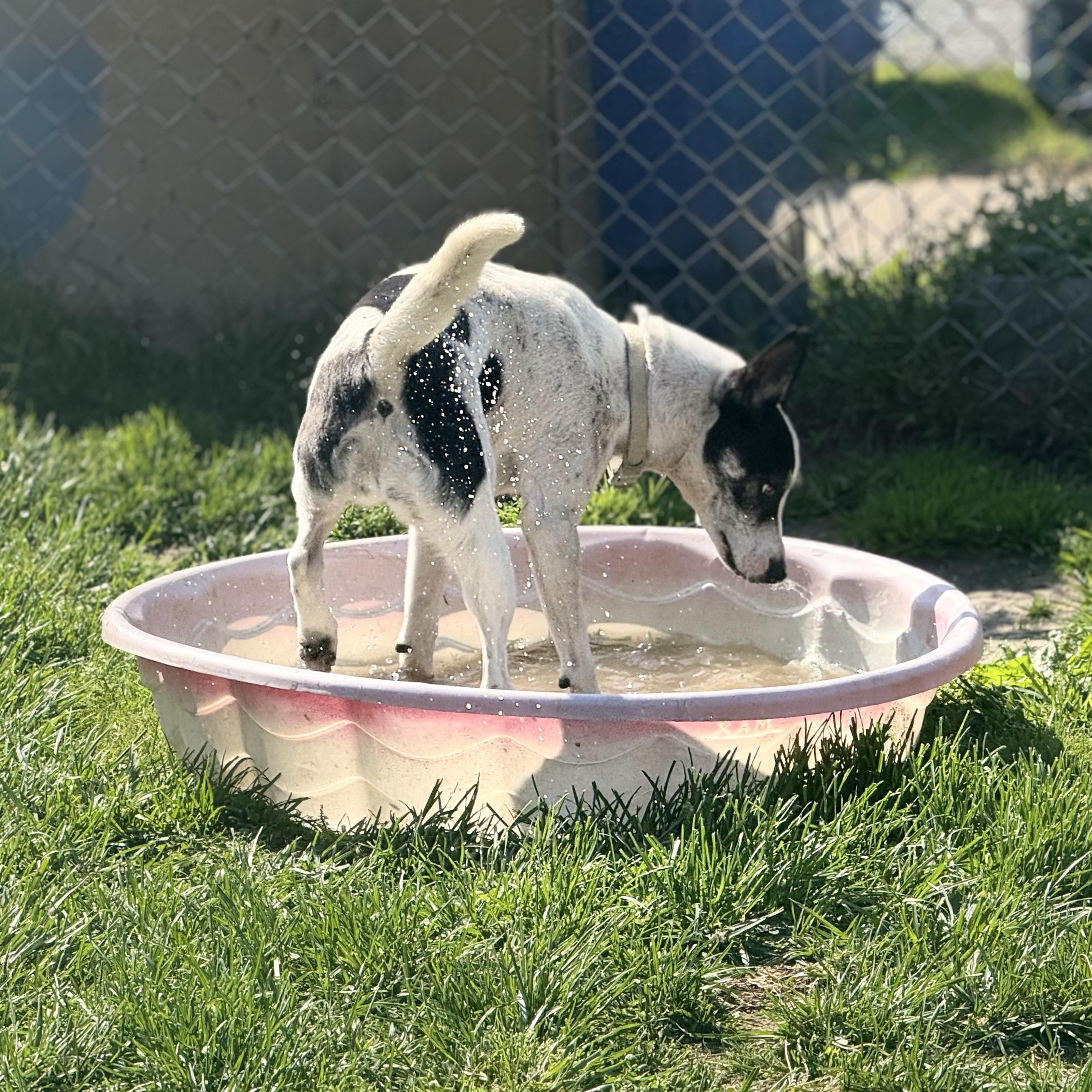 Bat Girl (aka Little Dog), a Adoptable mixed breed in Glenolden, PA image 5/6