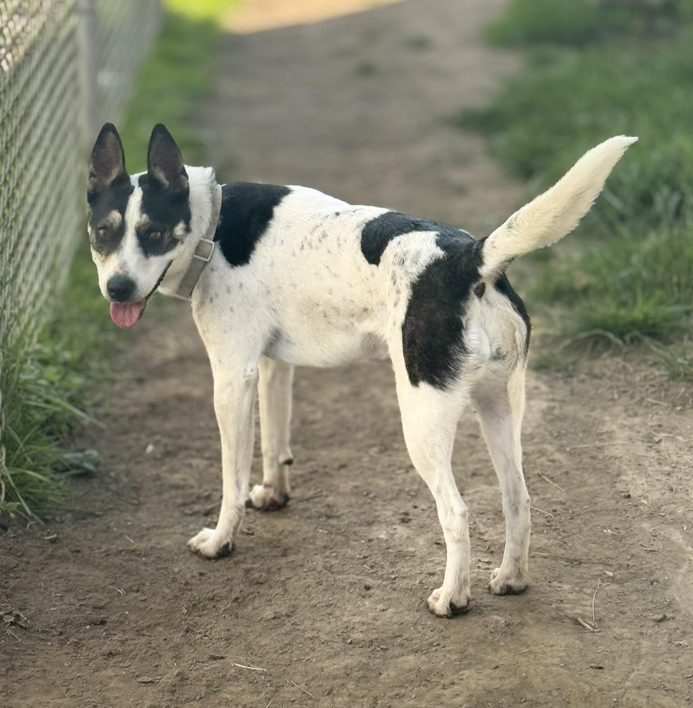 Bat Girl (aka Little Dog), a Adoptable mixed breed in Glenolden, PA image 6/6