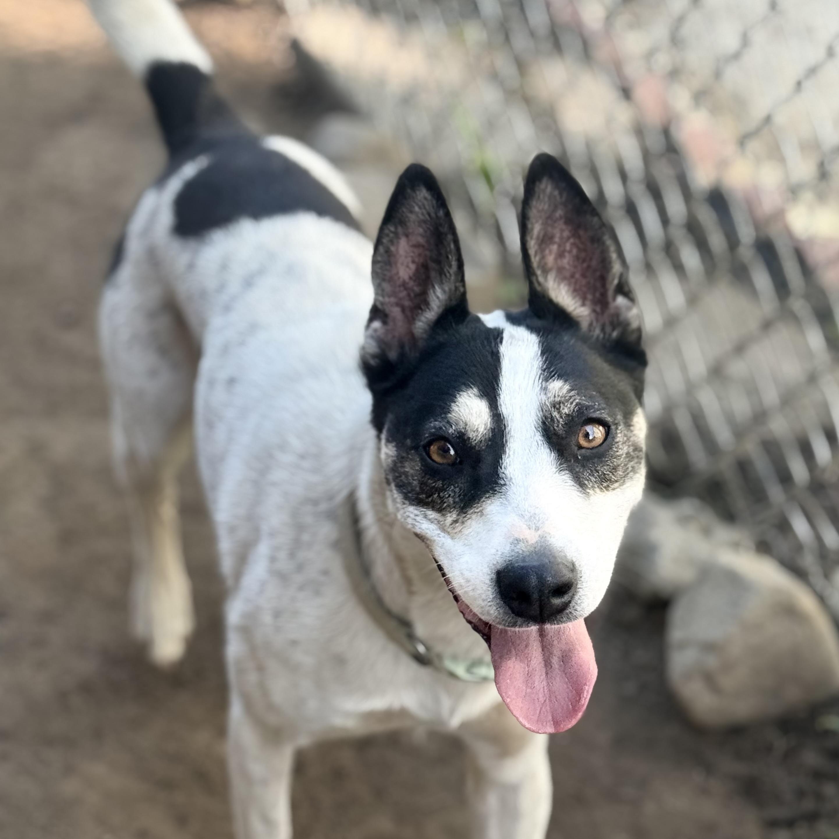 Bat Girl (aka Little Dog), a Adoptable mixed breed in Glenolden, PA image 1/6