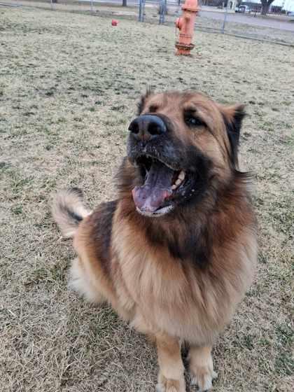 Miya, Adoptable, Adult Female German Shepherd Dog & Mixed Breed.