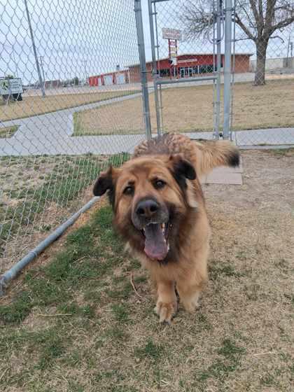 Enlarge Miya, a Adoptable mixed breed in Scottsbluff, NE image 2/3