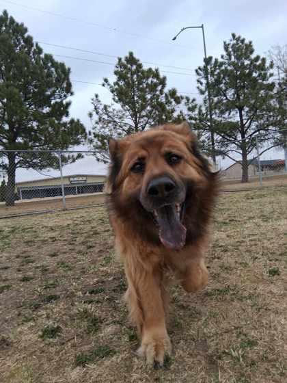 Enlarge Miya, a Adoptable mixed breed in Scottsbluff, NE image 3/3