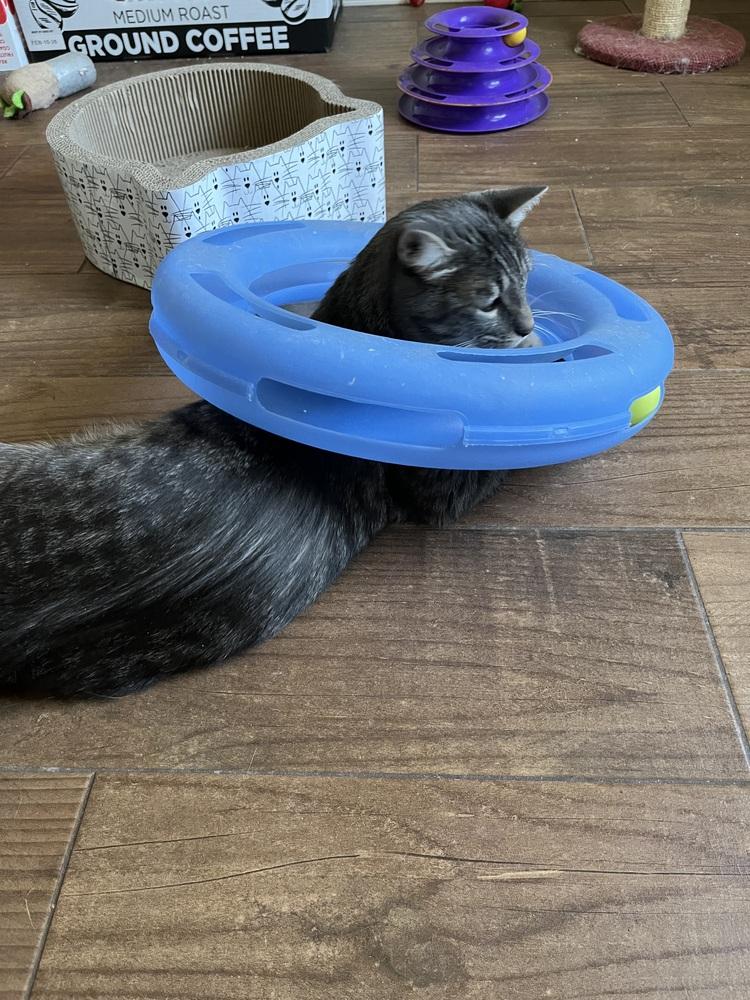 Mushu AKA Orzo, Adoptable, Adult Male Domestic Short Hair.