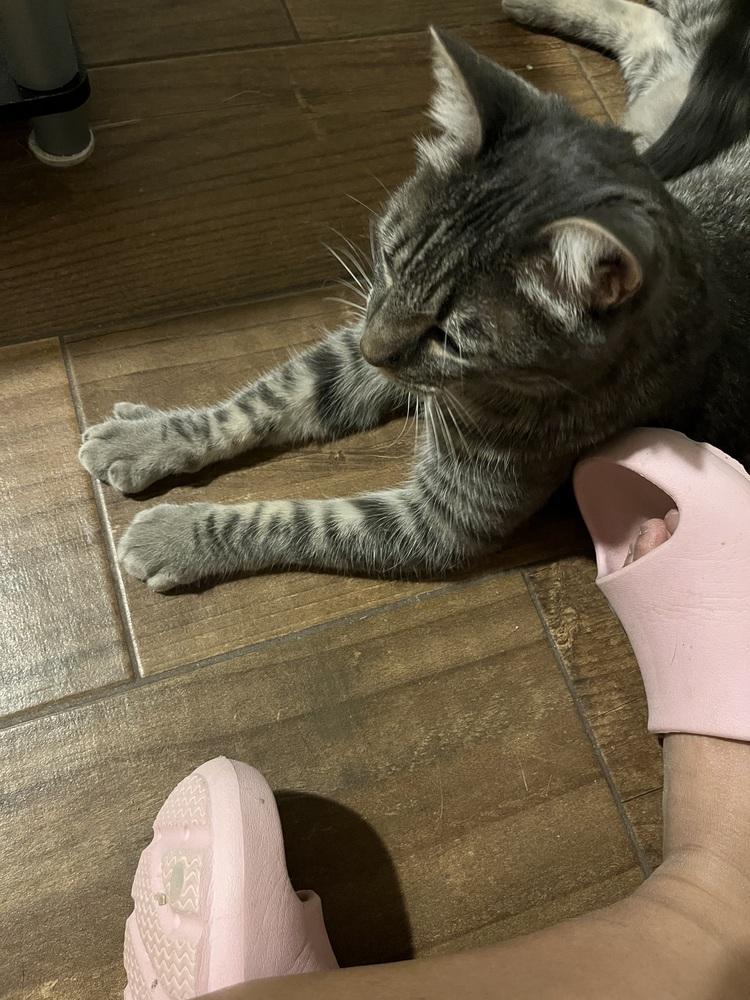 Enlarge Mushu AKA Orzo, a Adoptable Domestic Short Hair in Blanchard, OK image 2/6