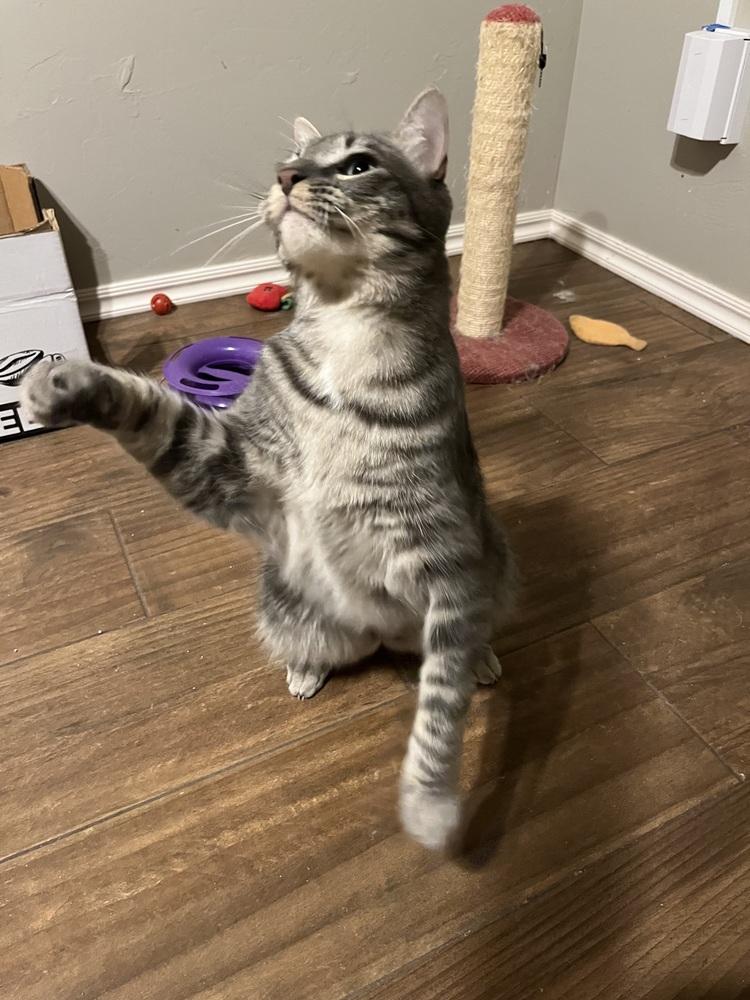 Enlarge Mushu AKA Orzo, a Adoptable Domestic Short Hair in Blanchard, OK image 3/6