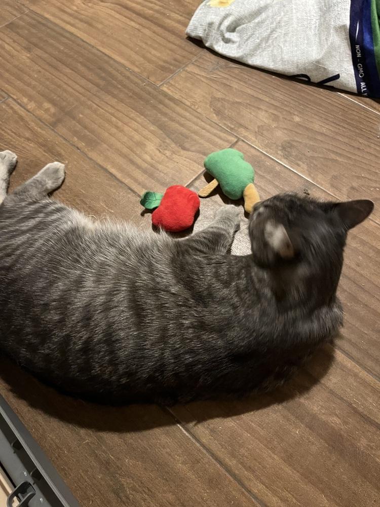 Enlarge Mushu AKA Orzo, a Adoptable Domestic Short Hair in Blanchard, OK image 4/6