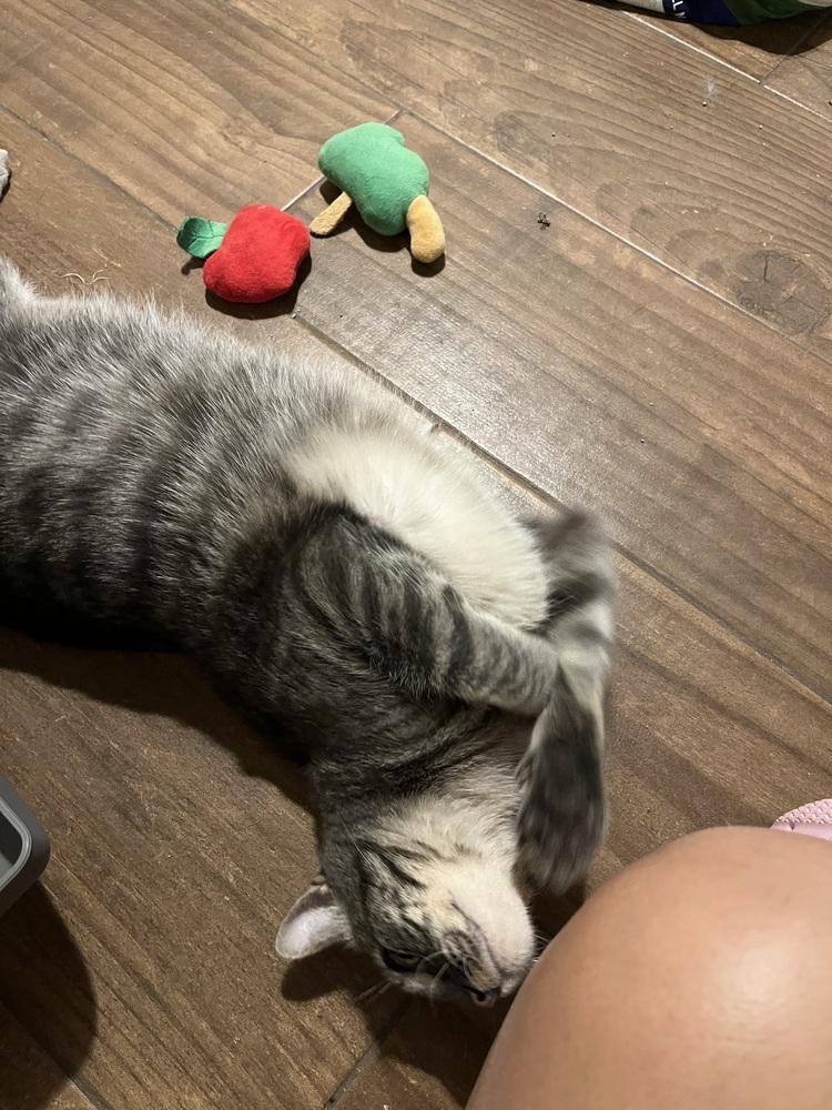 Enlarge Mushu AKA Orzo, a Adoptable Domestic Short Hair in Blanchard, OK image 5/6