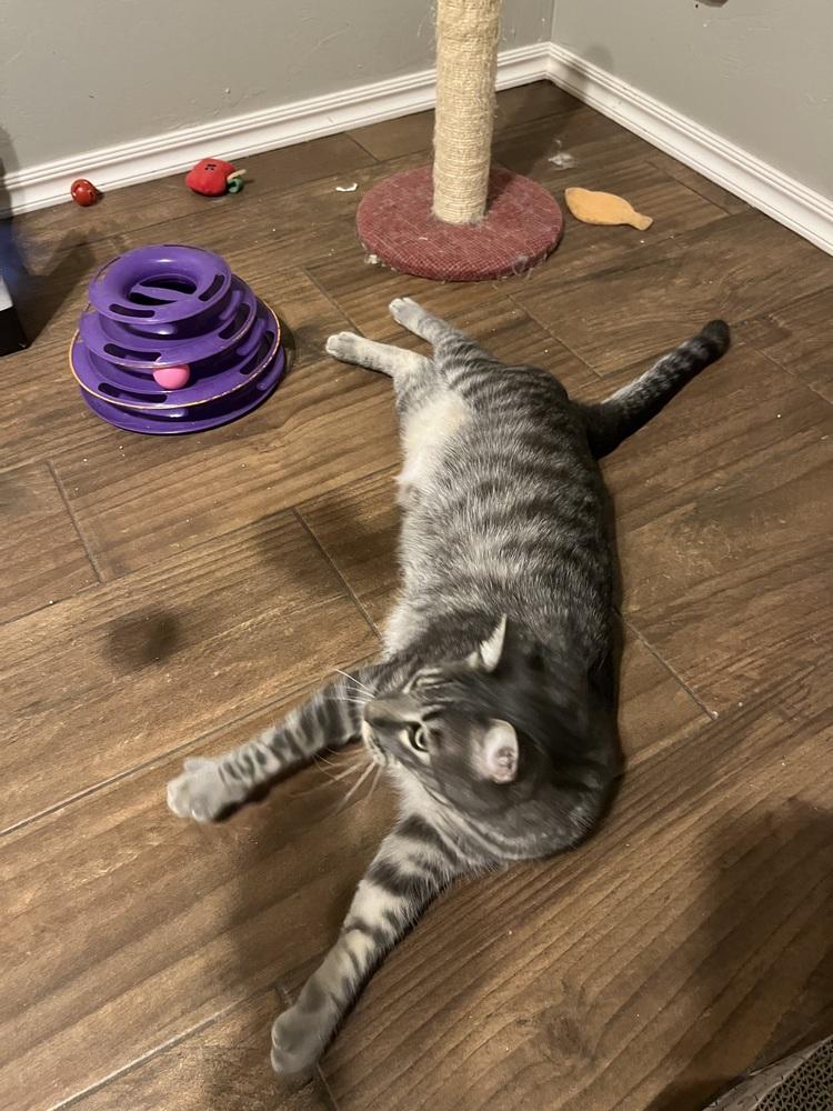 Enlarge Mushu AKA Orzo, a Adoptable Domestic Short Hair in Blanchard, OK image 6/6