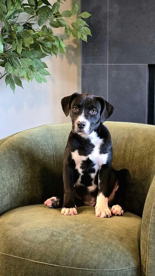 Enlarge Fudge, a Adopted mixed breed in Berlin, NJ image 1/3