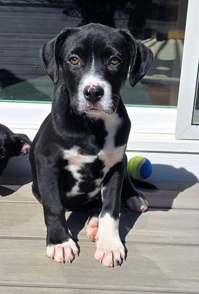 Enlarge Fudge, a Adopted mixed breed in Berlin, NJ image 2/3