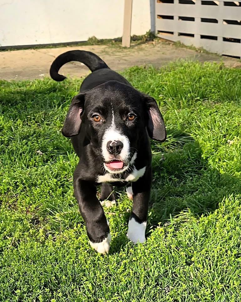 Enlarge Fudge, a Adopted mixed breed in Berlin, NJ image 3/3