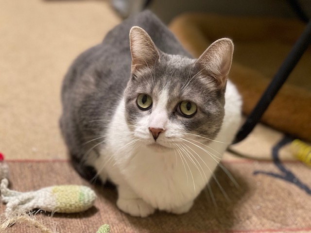 FIG NEWTON, a Adoptable Domestic Short Hair in Panora, IA image 3/5