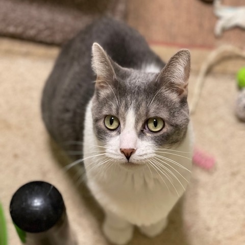 FIG NEWTON, a Adoptable Domestic Short Hair in Panora, IA image 2/5