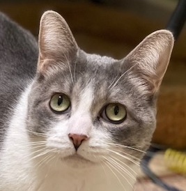 FIG NEWTON, a Adoptable Domestic Short Hair in Panora, IA image 1/5
