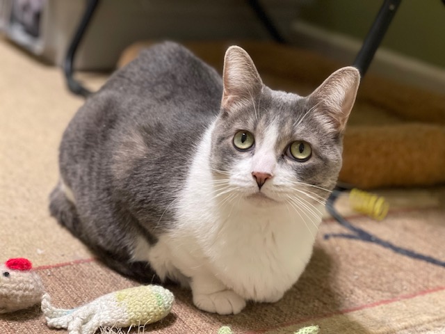 FIG NEWTON, a Adoptable Domestic Short Hair in Panora, IA image 4/5