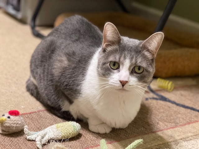 FIG NEWTON, a Adoptable Domestic Short Hair in Panora, IA image 5/5